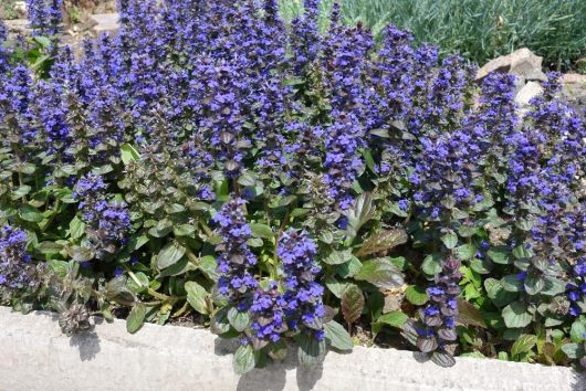 A garden bed filled with dense clusters of Ajuga 'Braunherz' in 6" pots, showcasing stunning purple flowering plants with lush green leaves.