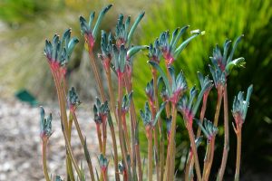 Close-up of kangaroo paw plant with green and red fuzzy stems and claw-like flowers against a blurred natural background.