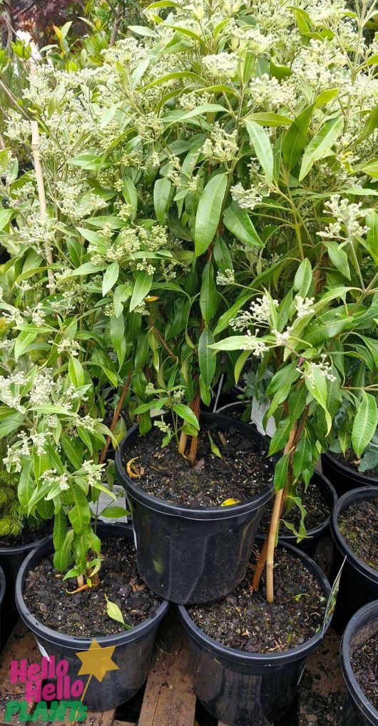 The Backhousia 'Lemon Scented Myrtle' in a 10" pot, featuring green leaves and small white flowers, adds vibrant appeal and charm to any space with its fresh aesthetics.