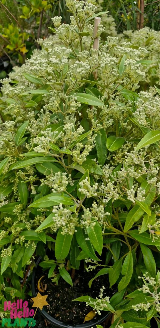 The Backhousia 'Lemon Scented Myrtle' in a 10" pot exhibits dense clusters of white flowers on lush foliage, adding an aromatic touch to any garden and thriving effortlessly either planted in the ground or elegantly potted.