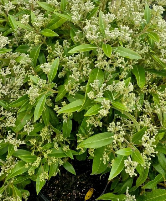 The Backhousia 'Lemon Scented Myrtle' in a 10" pot features lush clusters of small white buds and elongated green leaves with a refreshing lemon scent, perfect for enhancing your garden's fragrance and beauty.