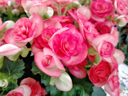 Begonia Tuberous 'Bright Pink' 10" (Hanging Basket)