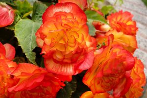 The Begonia Tuberous 'Peach Pink' 10" hanging basket features bright peach-pink and yellow begonias, their lush green leaves glowing in the sunlight to create a stunning, vibrant display.