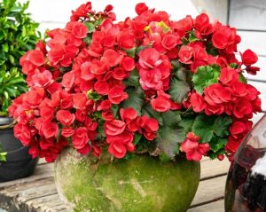 A hanging basket filled with vibrant bright pink begonias and lush green leaves rests elegantly on a wooden surface, showcasing the Begonia Tuberous 'Bright Pink' variety.