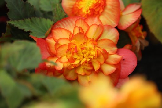 A close-up of a vibrant Begonia Tuberous 'Watermelon Red' flower with layered petals, set against lush green leaves.