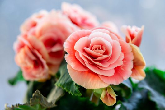 Close-up of Begonia Tuberous 'Bright Pink' nestled in a 10" hanging basket, showcasing its soft petals and green leaves against a blurred background.