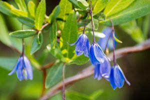 Close-up of blue bell-shaped flowers hanging from a branch with green leaves.