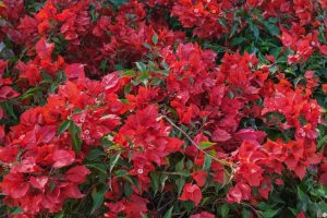 A dense cluster of bright red flowers and dark green leaves in a garden setting.