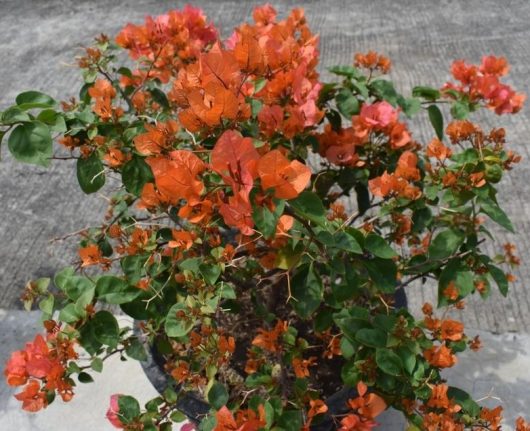 A potted bougainvillea with vibrant orange and pink blooms, set against a concrete background.