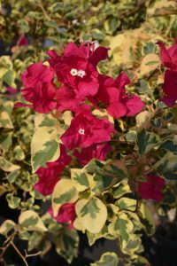 A vibrant cluster of red bougainvillea flowers with two white centers among variegated green and yellow leaves.