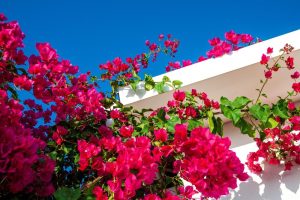 Vibrant pink bougainvillea flowers climb over a white building against a clear blue sky.