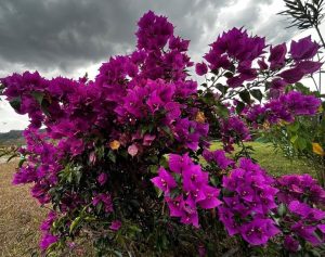 A large bush of vibrant purple bougainvillea flowers under a cloudy sky.