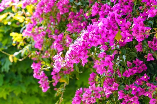 Bright pink bougainvillea flowers in bloom cascade over a lush green leafy background.