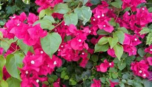 Bright pink bougainvillea flowers with green leaves in a dense cluster.