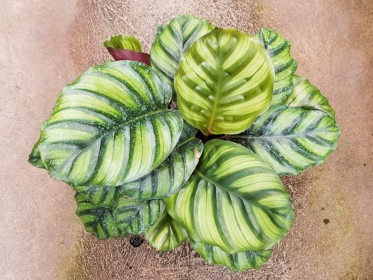 Top view of Calathea 'Freddy,' showcasing large, vibrant green leaves adorned with distinctive light and dark stripes.