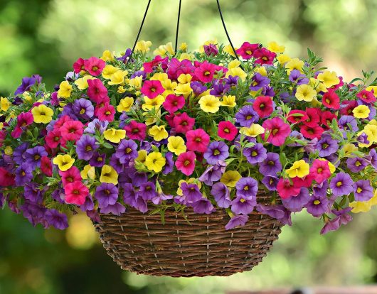 A vibrant 10" hanging basket of Calibrachoa 'Mix Harmony' blooms in red, purple, and yellow stands out against a blurred green background.