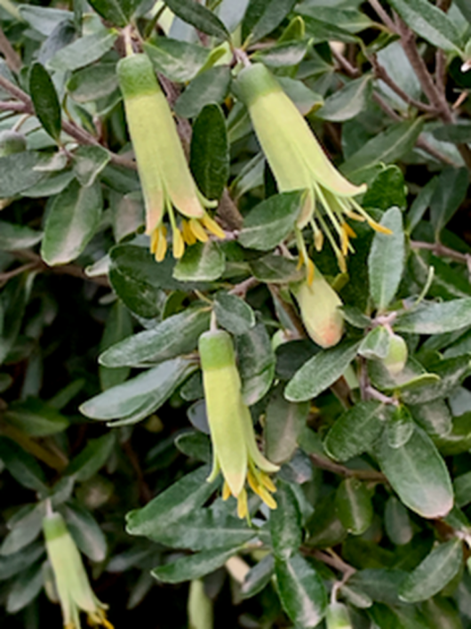 Close-up of green bell-shaped flowers with yellow tips hanging from leafy branches.