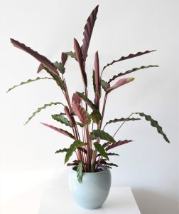 A potted plant with long, wavy green leaves and purple undersides in a light blue pot on a white surface.