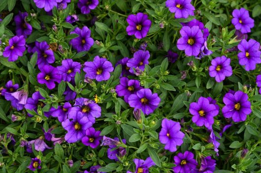 Close-up of vibrant purple flowers with yellow centers among lush green leaves, contrasting with nearby blooms of Calibrachoa Calipetite® 'White' 6" Pot.