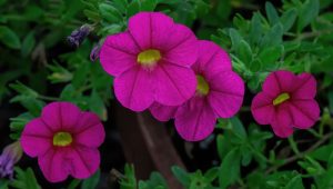 Close-up of vibrant magenta flowers with yellow centers, set against a lush background of Calibrachoa Calipetite® 'Red' in a 6" pot and rich green foliage.