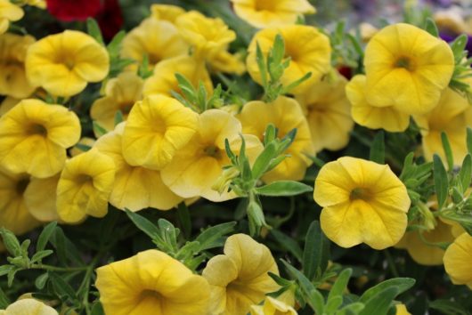 Close-up of vibrant rose Calibrachoa Calipetite® 'Rose' flowers complemented by lush green leaves.