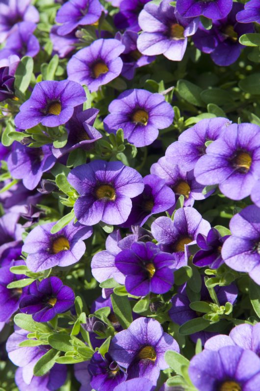 Close-up of vibrant cherry red Superbells® Calibrachoa flowers in a 6" pot among lush green leaves.