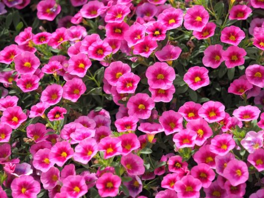 A close-up of Calibrachoa 'Conga™ Pink' in full bloom, featuring vibrant pink petals and yellow centers, filling the entire frame.