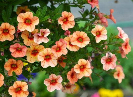 A cluster of Calibrachoa 'Conga™ Rose Kiss' blooms vibrantly with green leaves from a 6" pot against a blurred background.