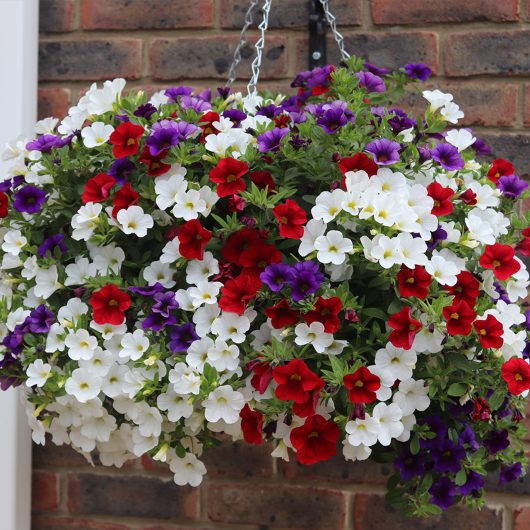 The Calibrachoa 'Mix Frenzy' 10" Hanging Basket overflows with white, red, and purple flowers, crafting a vibrant display against the rustic brick wall.