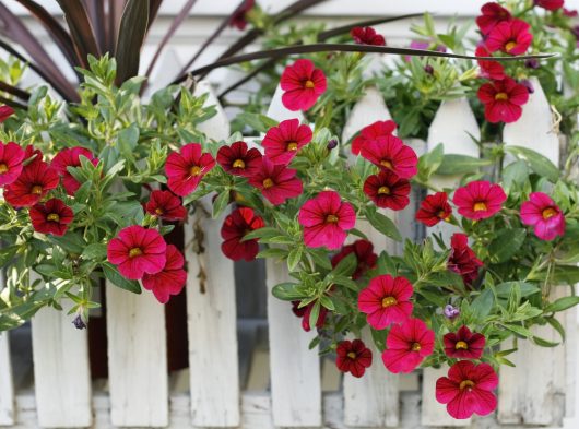 A white picket fence adorned with lush green leaves and vibrant red flowers from a Calibrachoa Superbells® 'Pomegranate Punch' in a charming 6" pot.