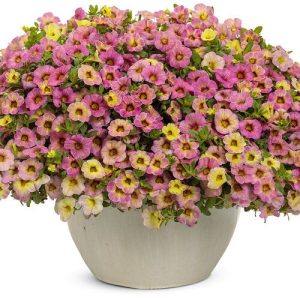 A 10" hanging basket of Calibrachoa 'Mix Gumball' is filled with a delightful blend of small pink and yellow flowers among lush green foliage.