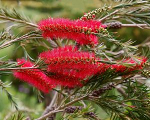 Close-up of vibrant red bottlebrush flowers with thin green leaves in a natural setting.