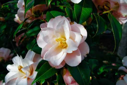 Close-up of pale pink camellia flowers with green leaves basking in sunlight, reminiscent of the Camellia sinensis 'Tea Plant'.