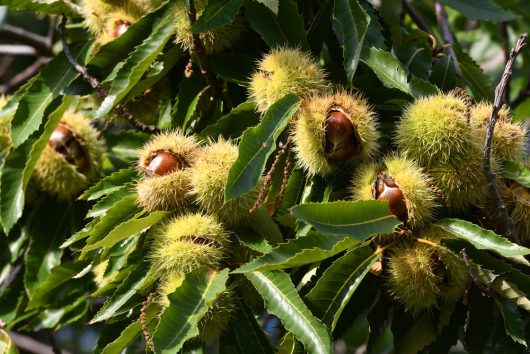 Shiny brown nuts encased in spiky green burrs dangle from the branches of the Castanea 'Sweet' Chestnut, complemented by long, serrated green leaves.