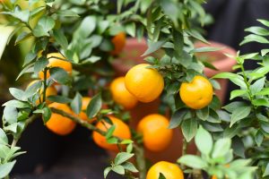 Lush green branches of the Citrus 'Bergamot' Orange in a 7" pot display clusters of vibrant, ripe oranges against a softly blurred backdrop.