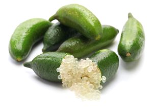 The Citrus 'Judy's Everbearing' Finger Lime, cut open to display its small, round, translucent pearls, highlights the exquisite beauty of this unique citrus fruit against a white background.