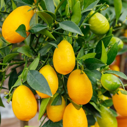 Close-up of a Citrus 'Limequat' in a 7" pot, displaying clusters of ripe yellow and unripe green lemons amidst glossy citrus leaves, exuding the vibrant charm of its type.