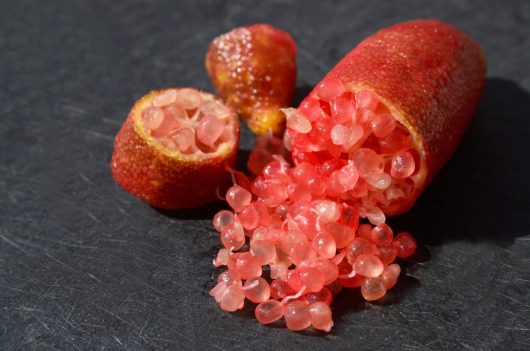 Close-up of a sliced Citrus 'Red Centre' Finger Lime from a 7" pot, showcasing its caviar-like, translucent pink citrus pulp spilling out onto a dark surface.