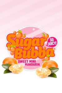 The Citrus 'Sugar Bubba' Mandarin 6" Pot packaging features a vibrant logo with images of whole and peeled mandarins on a pink striped background, beautifully capturing the essence of juicy citrus beauty.