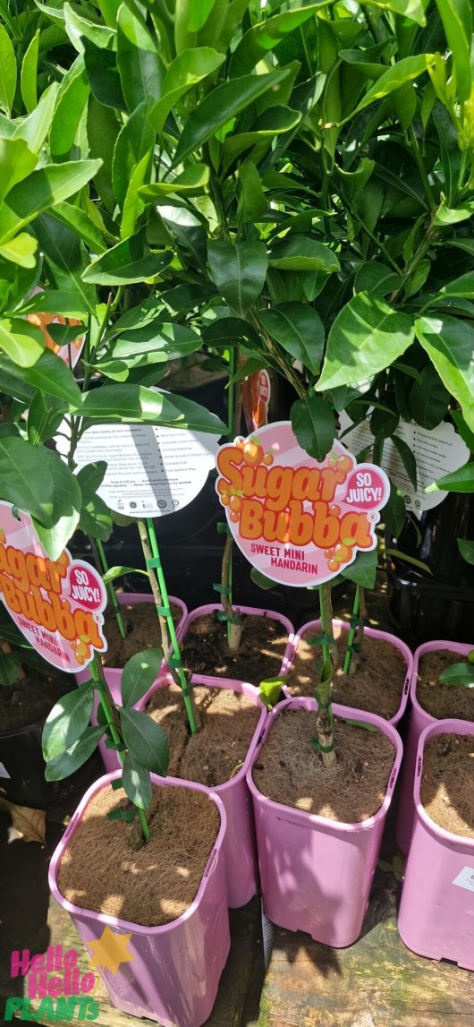 Citrus 'Sugar Bubba' Mandarin plants in 6" pots, marked with pink tags, are elegantly displayed among lush greens, adding vibrant charm to the store.