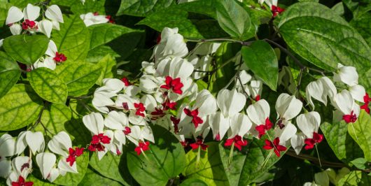 White and red bleeding heart vine flowers with lush green leaves in the background.