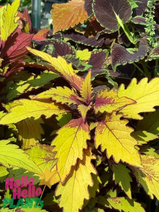 Yellow and maroon variegated leaves of a Coleus 'Flamethrower™ Spiced Curry' 6" Pot in sunlight, with the "Hello Hello Plants" logo in the corner.