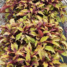 A row of colorful variegated leaves with shades of green, yellow, and burgundy, planted in soil.