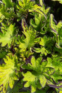 Close-up of green leaves with dark purple edges and veins, highlighting the vibrant beauty of a Coleus 'Main Street Rodeo Drive™' in a 7" pot.