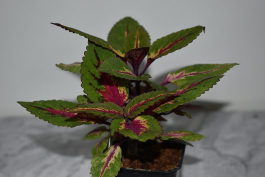 The Coleus 'Main Street Ruby Road™' planted in a 7" pot showcases its vibrant green leaves, beautifully adorned with pink and purple patterns, making it an elegant addition to any gray surface.