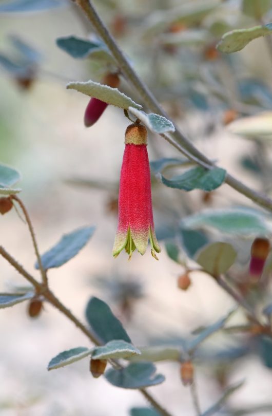 A solitary flower from the Correa glabra 'Rock Correa' variety, featuring red and yellow bell-shaped petals, hangs elegantly from a small branch adorned with green leaves.