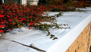 Red berries and green foliage overhang a white metal rooftop, with a stone wall edge visible.