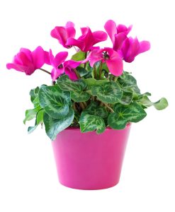 A Cyclamen 'Salmon Flamed' in a 7" pot blooms with vibrant pink flowers and green patterned leaves accented with cream white.