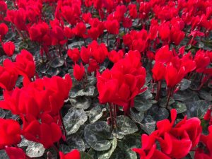 A vibrant display of red and Cyclamen 'Cream White' flowers with dark green foliage filling the frame.