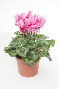 A Cyclamen 'Mammoth Red' 7" Pot features vibrant pink and creamy white flowers, enhanced by its variegated green leaves.